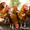 Hühnermist Pellets (10 kg für 100 m2) - Organifer Produktbild-Vorschau 3