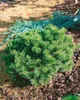Pinus mugo 'Mops', Bergkiefer, kompakt, ca. 9x9 cm Topf Produktbild-Vorschau 11