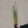 Erba Fontana Red Head 1L Anteprima dell’immagine prodotto 7