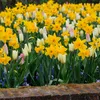 Bloomique - Mélange de 15 - Narcisse - Jonquille - Mélange Voir les images du produit 5