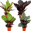 Zestaw 4 cieni do powiek – fantazyjny wzór liści – Calathea Podgląd zdjęcia produktu 1