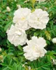 Rosa rugosa, Apfelrose, pink, 30–40 cm Produktbild-Vorschau 11
