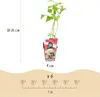 GreenboutiQ - Obstpflanzen - Himbeere - Rubus idaeus Produktbild-Vorschau 3