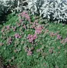 Thymus praecox 'Minor', Teppich-Thymian, aromatisch, ca. Produktbild-Vorschau 4