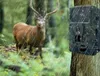Kamera do obserwacji dzikiej przyrody / kamera myśliwska 4K Podgląd zdjęcia produktu 5