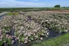 Rosa The Fairy Märchenhaft reich blühende Bodendecker Rose  Produktbild-Vorschau 5