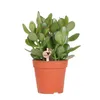 Kolibri Greens | Groene Pflanze - Sukkulente Crassula Ovata Produktbild-Vorschau 12
