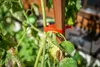 A close-up of a tomato plant stem being tied to a wooden stake with an orange tie. Náhľad obrázku produktu