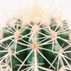 Echinocactus grusonii - Schwiegermutterstuhl - im 5,5cm Produktbild-Vorschau 2