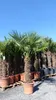 gruenwaren: XXXL 220-250 cm, Stamm 80 cm, Trachycarpus Produktbild-Vorschau 3