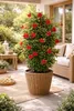 Mandevilla Rot ca. 80 cm – Dipladenia Kletterpflanze, Produktbild-Vorschau 3