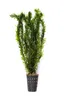 Egeria densa "tropische Art" Tropische Wasserpest im Topf Produktbild-Vorschau 1