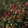 2 x  Fotinia  - Photinia fraseri 'Little Red Robin'  | Náhled obrázku produktu 2