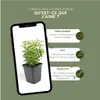 Plants by Frank | 6 Plantes de fusain jaune | Euonymus Voir les images du produit 5