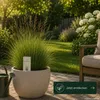 Ausl. Rotschwingel festuca rubra 1kg für ca. 500 m² - dicht Produktbild-Vorschau 6