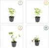 Plantes couvre-sol - Fraise des bois - Fragaria vesca - Pot Voir les images du produit 3