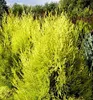 Morgenländischer Lebensbaum ´PYRAMIDALIS AUREA´ 20-30 cm, Produktbild-Vorschau 5