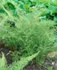 Dryopteris filix-mas, Wurmfarn, ca. 9x9 cm Topf Produktbild-Vorschau 9