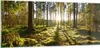 Bilder auf glas - Wald Baum Natur - 100x40cm - Glasbilder - Produktbild-Vorschau 1