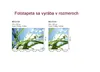 Fototapete - Grass 375x250cm - Vliestapete Produktbild-Vorschau 10