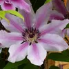 A close-up of a pink and white clematis flower with green leaves and a wooden background. Anteprima dell’immagine prodotto
