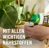 COMPO  Grünpflanzen- und Palmendünger - 500 ml Produktbild-Vorschau 4