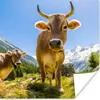 MuchoWow® Poster Kühe - Sonne - Österreich 100x100 cm - Produktbild-Vorschau 1