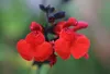 6 x Salvia micr. 'Royal Bumble' - Muschio stellare - vaso 9 Anteprima dell’immagine prodotto 1