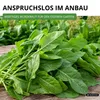 Sauerampfer Mehrjährig Samen - Rumex acetosa - Produktbild-Vorschau 7