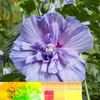 Green boutiQ - Tuinplant - Hibiscus syriacus Blue Chiffon® Voir les images du produit 5
