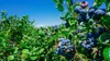 PLANTON B Mehrkomponentendünger für Heidelbeeren und andere Produktbild-Vorschau 2