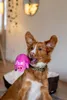 Nobby 69084, Hund, Spielzeug für Hundehütten, Pink, Latex, Produktbild-Vorschau 6