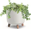A succulent plant in a white pot with wooden legs, isolated on a white background. Náhľad obrázku produktu