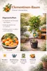 Winterharter Clementinenbaum Citrus × clementina 130–170 cm Produktbild-Vorschau 2