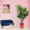Trendyplants - Ficus Lyrata verzweigt - Tabakpflanze - Produktbild-Vorschau 2