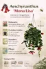Aeschynanthus 'Mona Lisa' wisząca 70–80 cm – kwiat wstydu, Podgląd zdjęcia produktu 2
