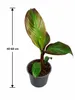 Rote Zierbanane (Ensete ventricosum 'Maurelii') 40–60 cm – Produktbild-Vorschau 5