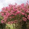 Bakker.com - Lagerströmie rosa, Der topf / Ø 9cm / Produktbild-Vorschau 3