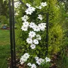 3 x Clematis Miss Bateman Kletterpflanzen: 3 kaufen/2 Produktbild-Vorschau 4