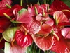 Bloomique - Anthurium - Flamant rose - Rouge - Plante Voir les images du produit 3