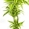 Dračí strom - Dracaena deremensis "Lemon Lime" - Zelená Náhled obrázku produktu 4