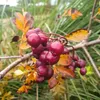 Vogelbeerbaum Miczurinskaja Diesiertnaja 2L Produktbild-Vorschau 11