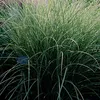6 x Chinaschilf Morning Light - Miscanthus sinensis Produktbild-Vorschau 2