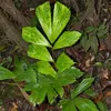 Fischschwanzpalme (Caryota mitis)  - 10 Samen Produktbild-Vorschau 2