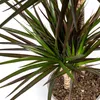 Dracaena Marginata Magenta, pot de 24 cm - hauteur 130-150 Voir les images du produit 3