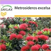 SAFLAX - Nový Zéland vánoční strom - Metrosideros excelsa - Náhled obrázku produktu 10