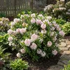 Bloomique - Lot de 2 - Rhododendron Bloombux rose - Voir les images du produit 2