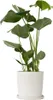 Fensterblatt - Monstera deliciosa - Höhe 50-60cm - ⌀17cm Produktbild-Vorschau 7