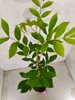 Carya illinoinensis, pekanový orech, výška 90 cm, 3-litrový Náhľad obrázku produktu 4