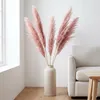 Stauden Gänge 1 x Cortaderia selloana 'Rosea' im 1 Liter Produktbild-Vorschau 8